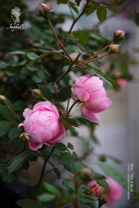 DPP_0031 ����.jpg