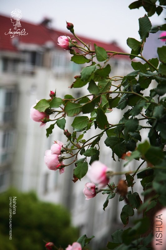 DPP_0033 ����.jpg