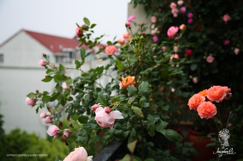 DPP_0035 ����.jpg