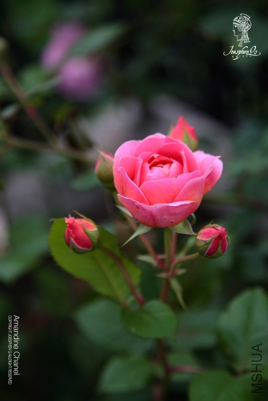 DPP_0037 ����.jpg