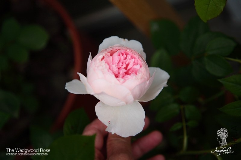 DPP_0038 ����.jpg