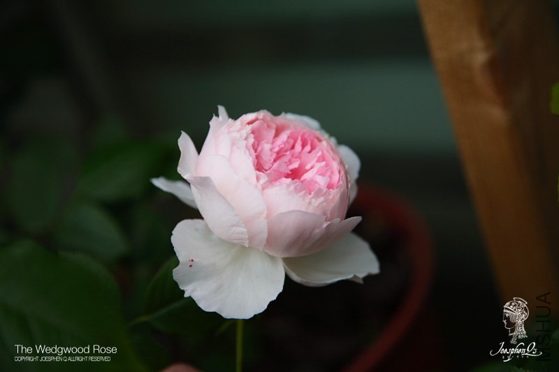 DPP_0039 ����.jpg