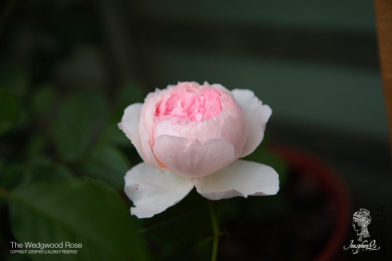 DPP_0040 ����.jpg