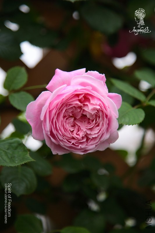 DPP_0044 ����.jpg