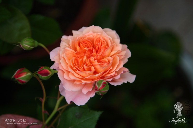 DPP_0045 ����.jpg