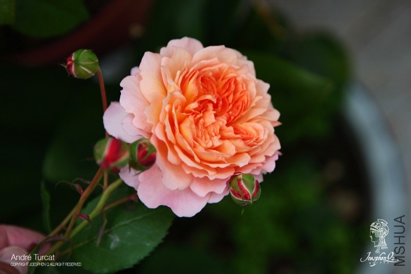 DPP_0046 ����.jpg