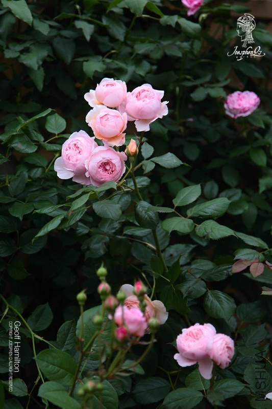 DPP_0047 ����.jpg