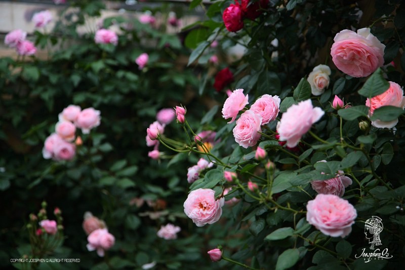 DPP_0049 ����.jpg