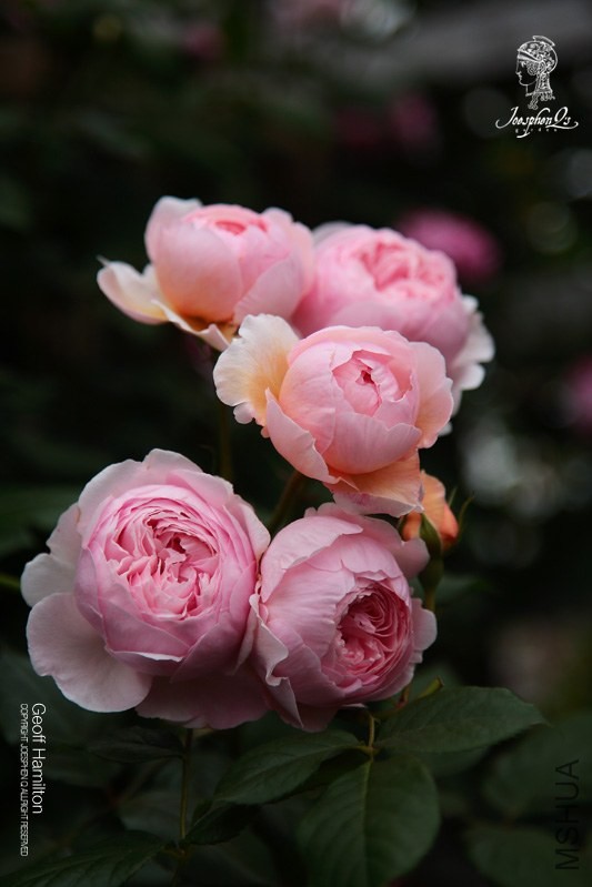 DPP_0054 ����.jpg