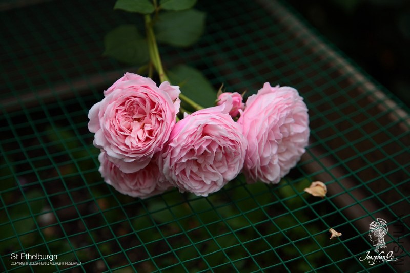 DPP_0056 ����.jpg