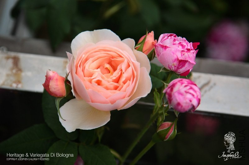 DPP_0065 ����.jpg