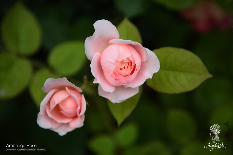 DPP_0071 ����.jpg