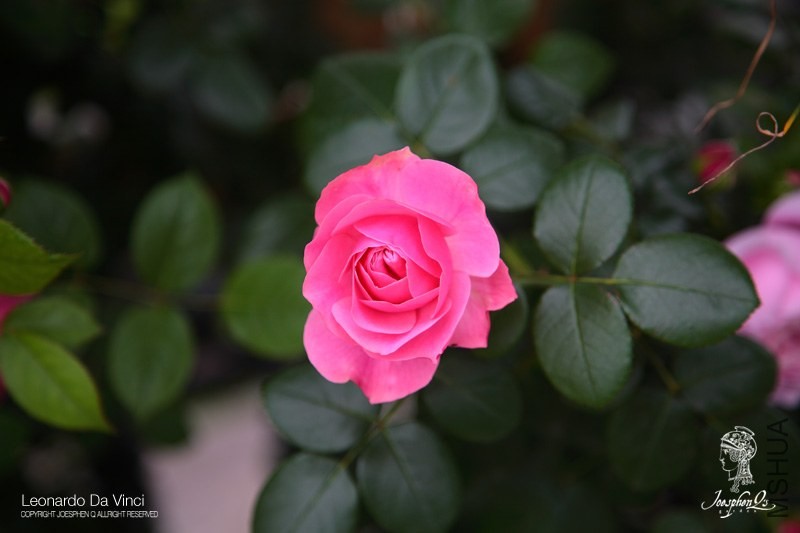 DPP_0070 ����.jpg