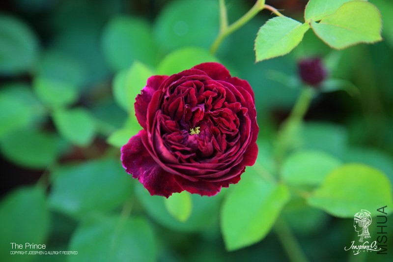 DPP_0001 ����.jpg