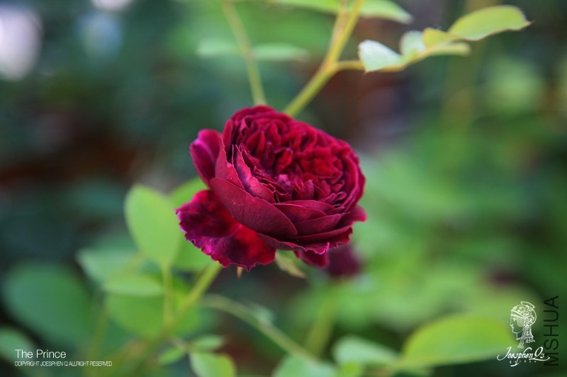 DPP_0002 ����.jpg