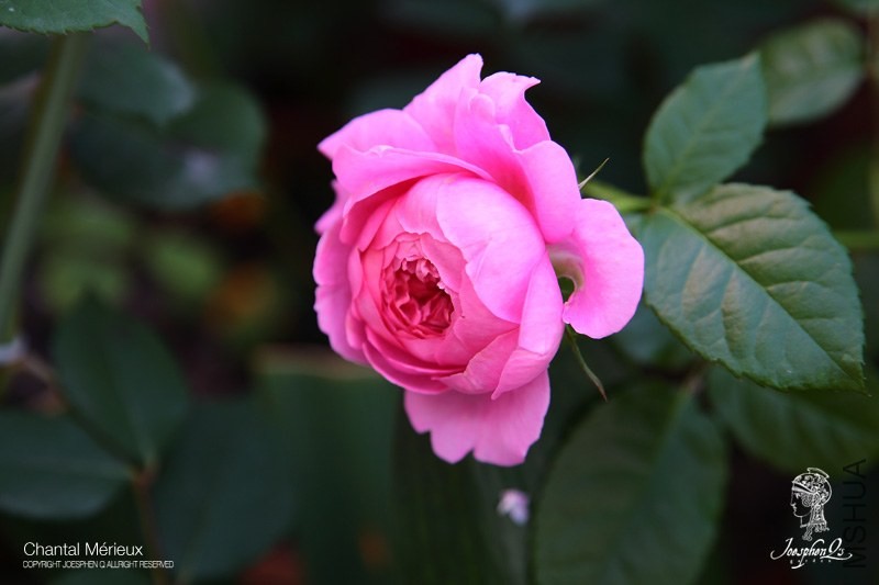 DPP_0003 ����.jpg