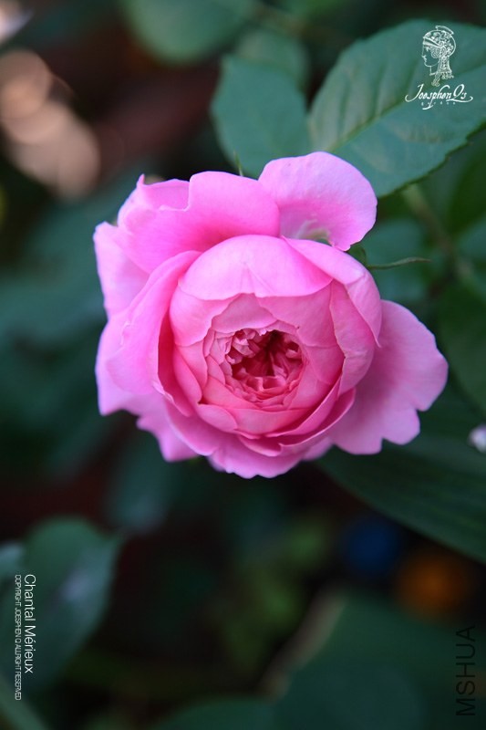 DPP_0004 ����.jpg