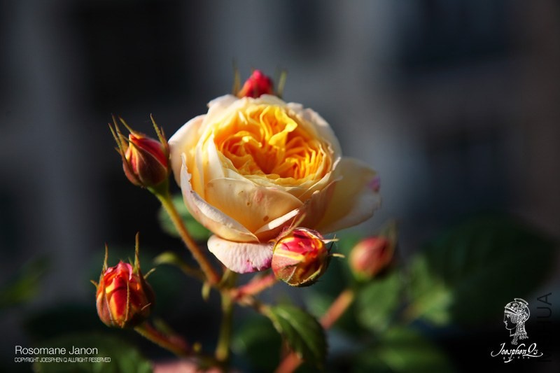 DPP_0008 ����.jpg