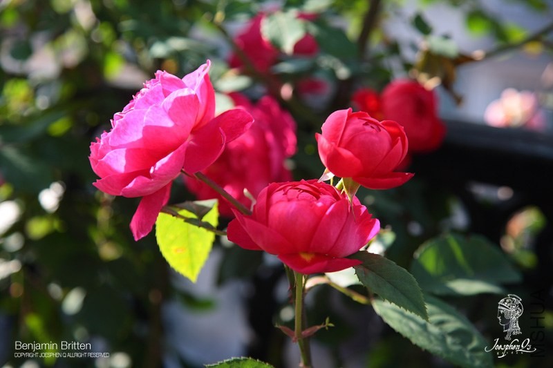 DPP_0009 ����.jpg