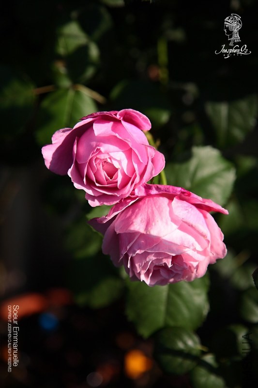 DPP_0010 ����.jpg