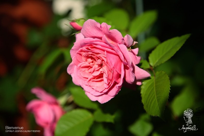 DPP_0011 ����.jpg