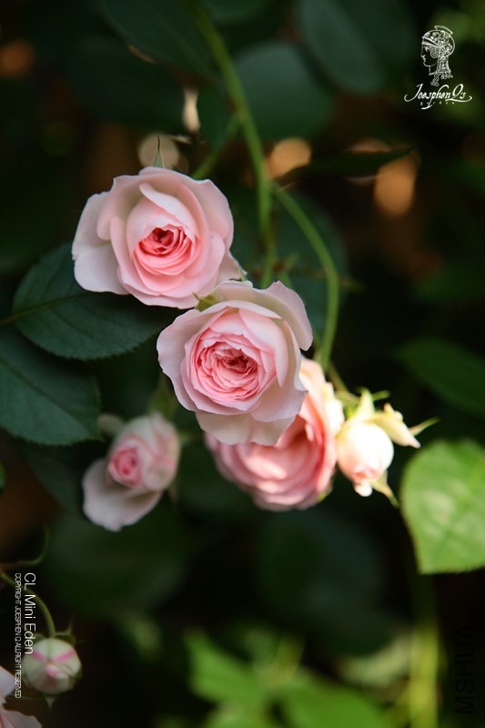 DPP_0013 ����.jpg