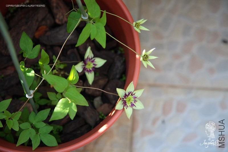 DPP_0015 ����.jpg