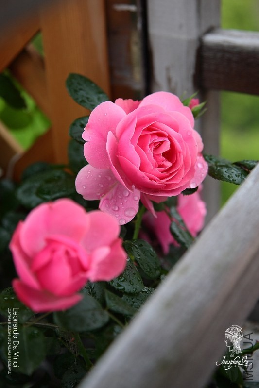 DPP_0010 ����.jpg