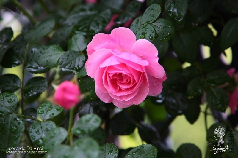 DPP_0012 ����.jpg