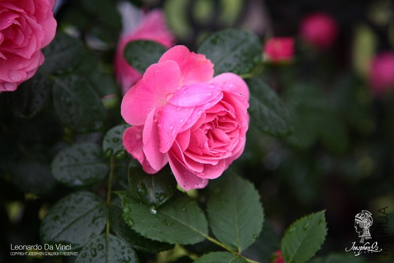 DPP_0015 ����.jpg