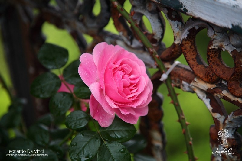 DPP_0016 ����.jpg