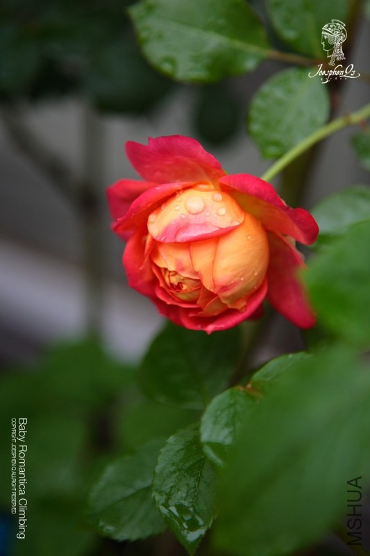 DPP_0020 ����.jpg