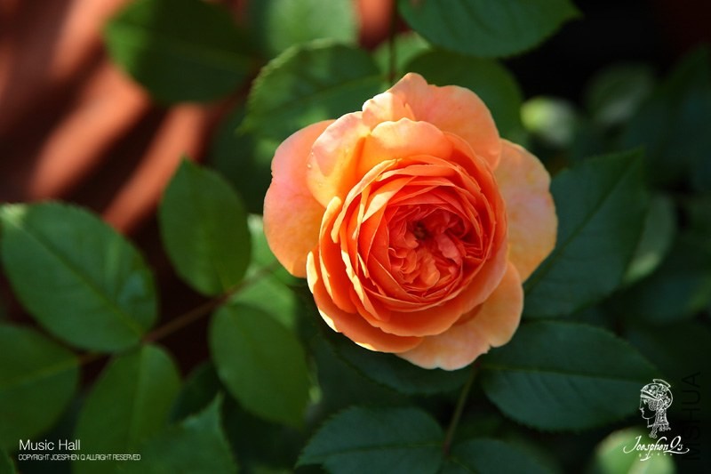 DPP_0030 ����.jpg