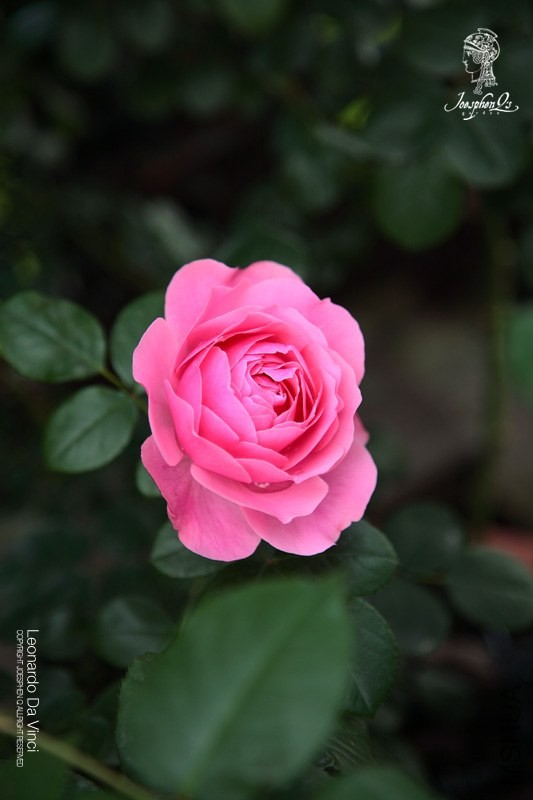 DPP_0027 ����.jpg