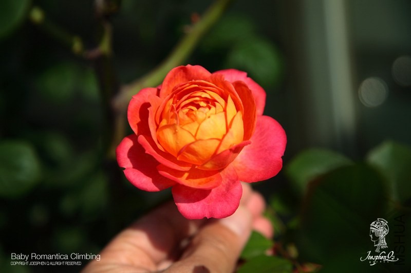 DPP_0033 ����.jpg