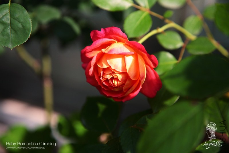 DPP_0031 ����.jpg