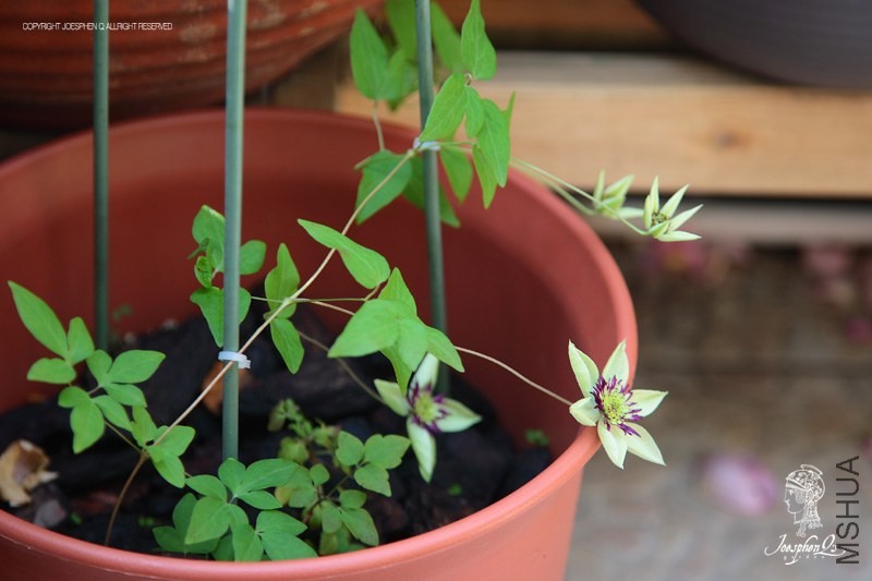 DPP_0035 ����.jpg