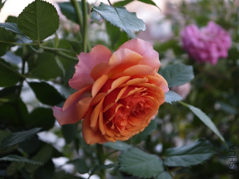 _1040696.JPG