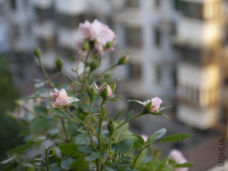 _1040681.JPG
