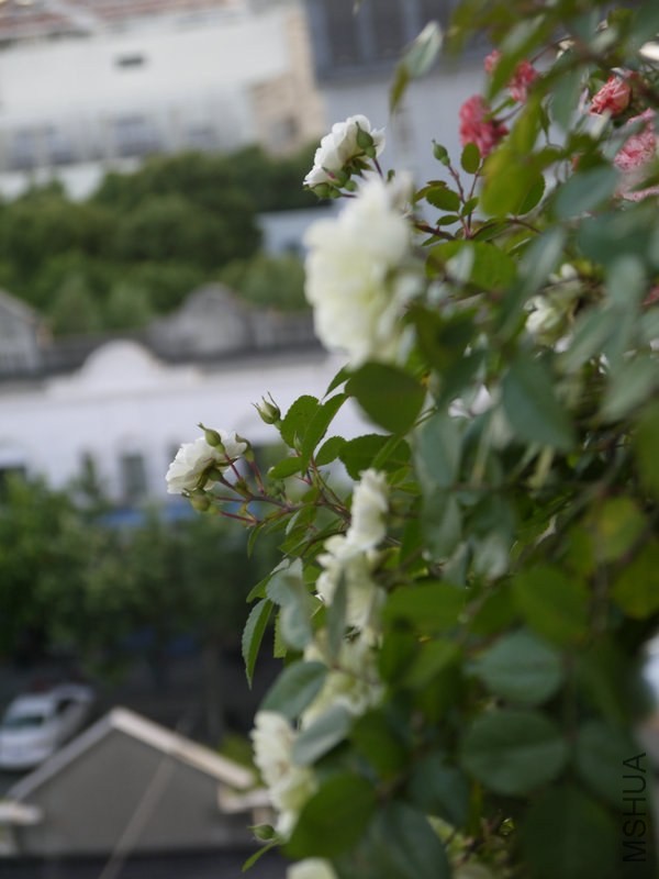 _1040687.JPG