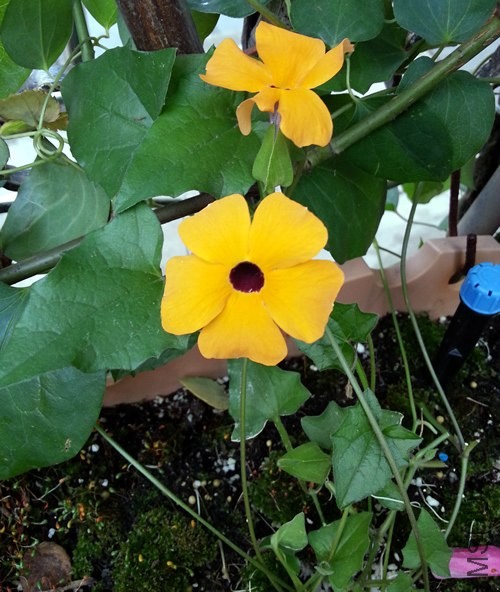 ������ɺ20140523.jpg