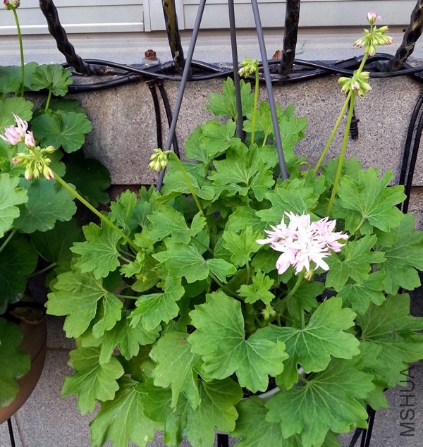 ���ÿ���Win Ellison20140523B.jpg