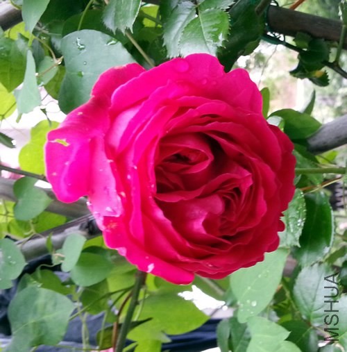 ��ɫ��ɳ��ʯ20140523.jpg