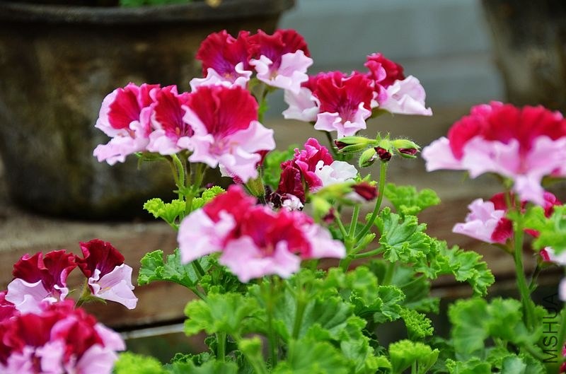 ���п����� (1).jpg