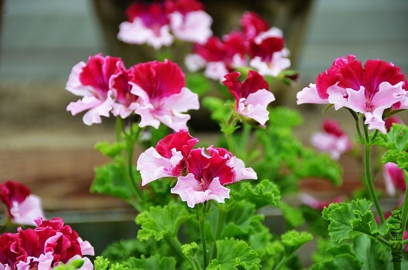 ���п����� (4).jpg