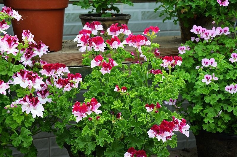 ���п����� (6).jpg