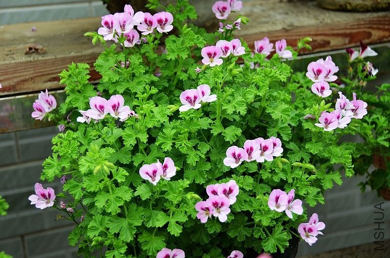 ��˹�� (1).jpg