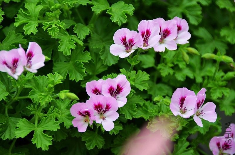 ��˹�� (2).jpg