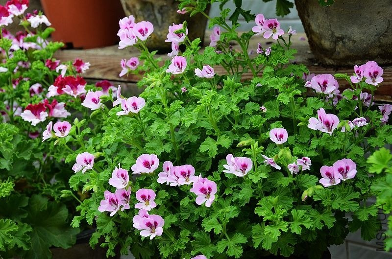 ��˹�� (3).jpg