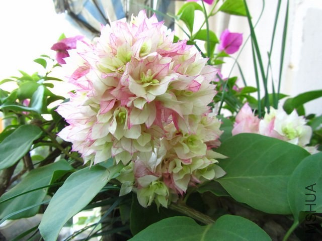 ������20130809 017.jpg